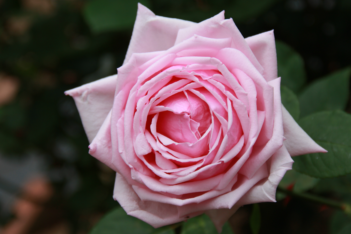 French Rose Cuttings (4) - Climbing Rose for Fences, Arches & Entryways