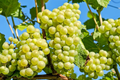 Green Grape Vine Cutting in Pot | Seedless Sweet Grapes Starter Plant