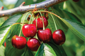 Bing Sweet Cherry Hardwood Scion Wood Cuttings (Prunus avium) - 6, No Roots, Grafting, Zones 5-8