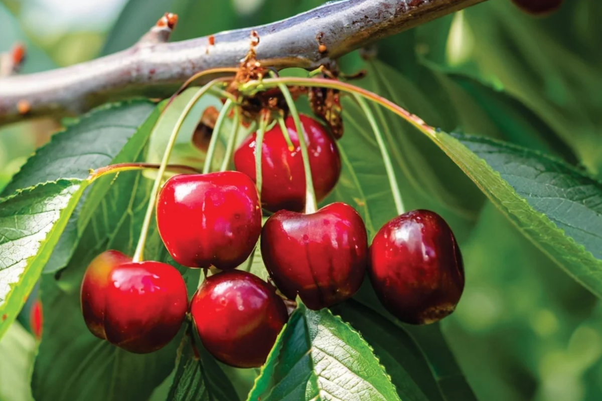 Bing Sweet Cherry Hardwood Scion Wood Cuttings (Prunus avium) - 6, No Roots, Grafting, Zones 5-8