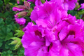 Pelargonium Regal Geranium Cuttings - 3x 6" Purple Pink Live Plant Cuttings