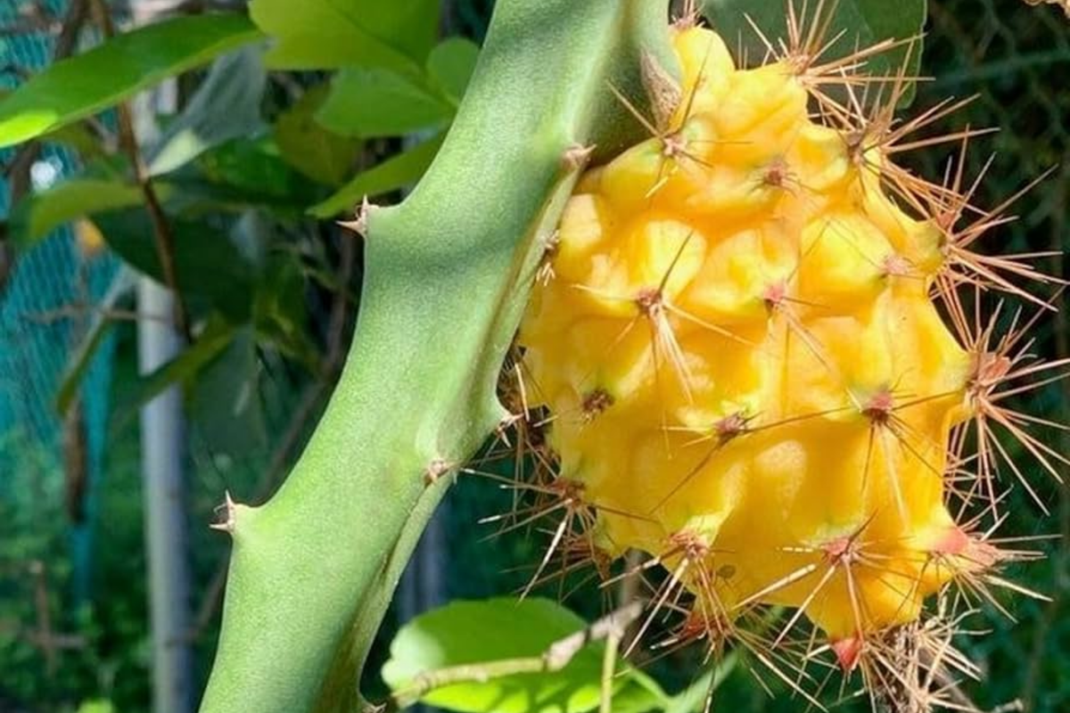 Yellow Dragon Fruit Cuttings (2 x 6 inches) - Epiphyllum Epiphyllum cactus, starter plant
