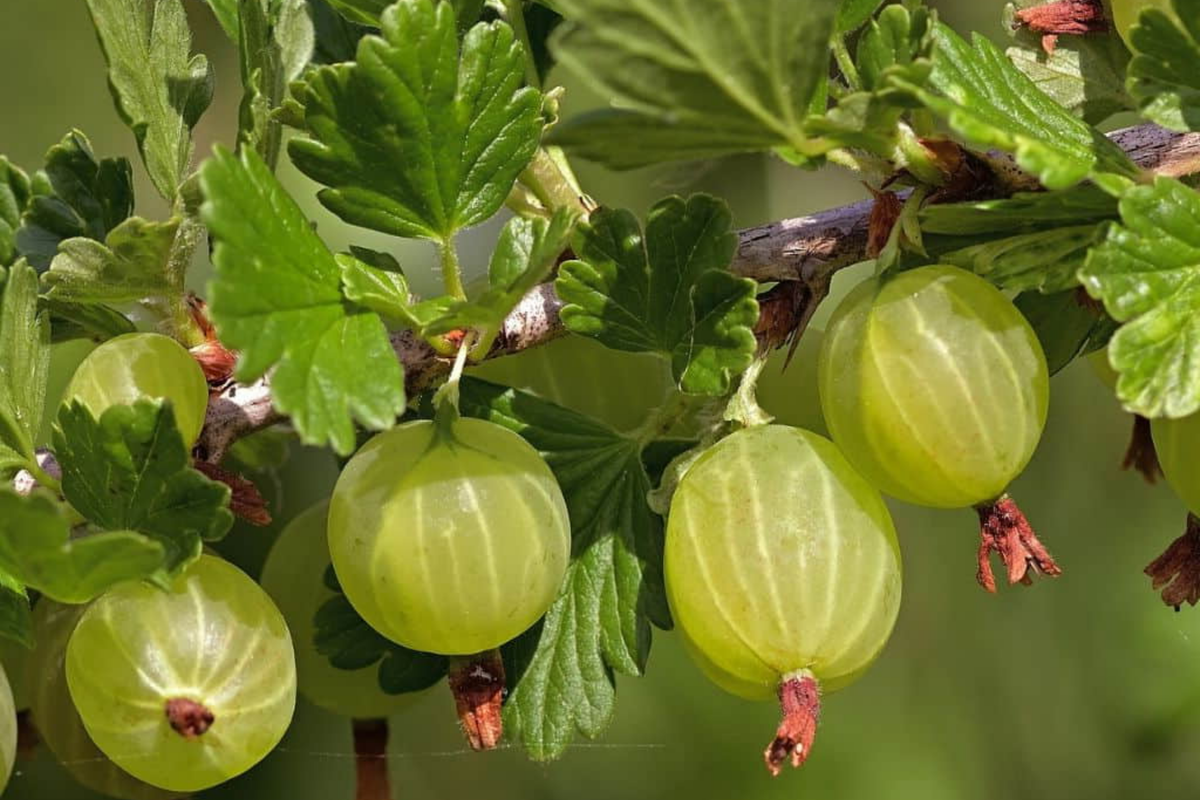 Pixwell Gooseberry Hardwood Cuttings (6-9") - 6 Organic Scion Wood for Edible Landscaping
