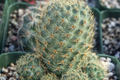 Roadkill Cactus Cutting - Live Cactus Plant Cutting for Indoor & Outdoor Growth