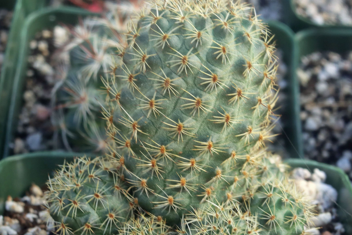 Roadkill Cactus Cutting - Live Cactus Plant Cutting for Indoor & Outdoor Growth