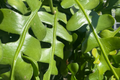 Ric Rac Cactus Cuttings (2) - Fishbone Cactus Epiphyllum anguliger 5-6" Each