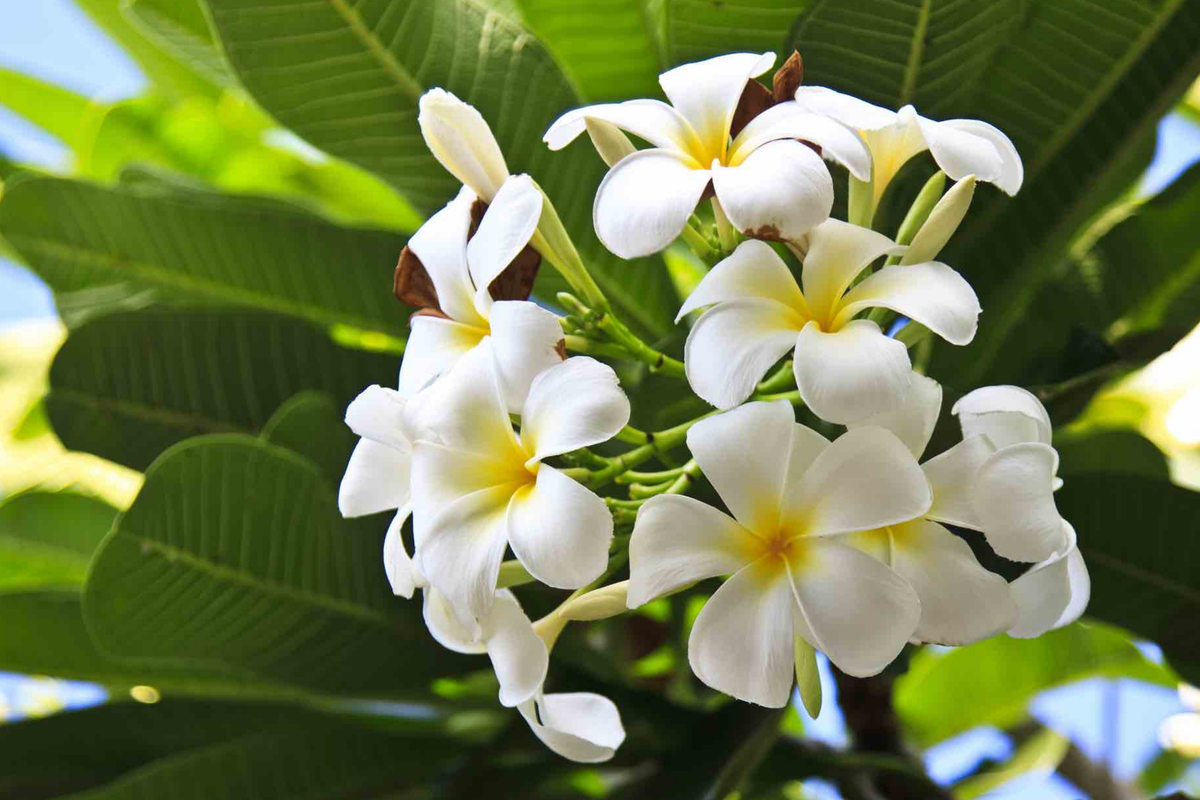 White Plumeria Tree Cutting (6-8") - Fresh Hawaiian Frangipani Starter Plant