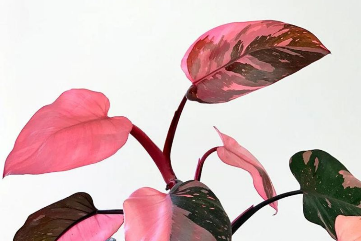 Pink Princess Philodendron High Variegation Cutting | PPP Rare Houseplant