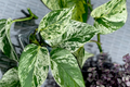 Marble Queen Pothos 5-Node Cutting | Variegated Philodendron Stem Cutting