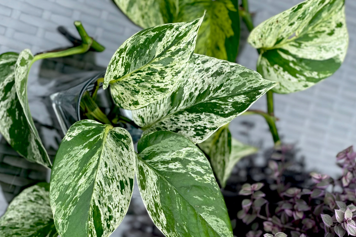 Marble Queen Pothos 5-Node Cutting | Variegated Philodendron Stem Cutting