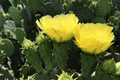 Opuntia Cacanapa Prickly Pear Cactus — 2 Pads/Cuttings, Winter Resistant, Edible Nopales