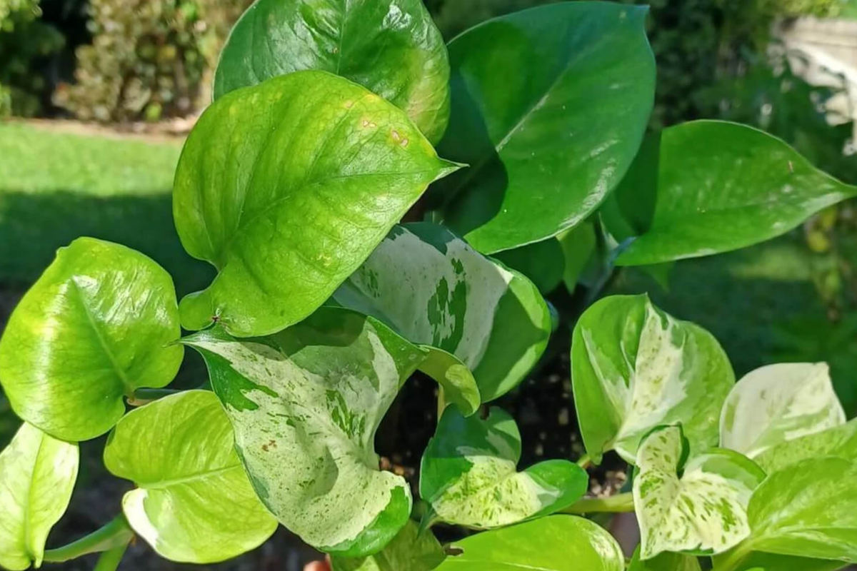 Manjula Pothos Rooted Cutting | Variegated Live Houseplant