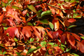 Sassafras Cuttings (8) | Unrooted Tree Cuttings for Propagation - Fast Growing, Colorful Fall Foliage