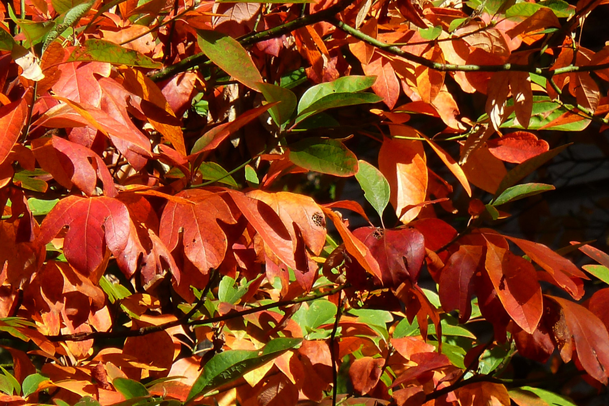 Sassafras Cuttings (8) | Unrooted Tree Cuttings for Propagation - Fast Growing, Colorful Fall Foliage