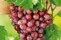 Thompson Seedless Grapevine Cuttings - 12 Fresh & Rootable Starter Plants