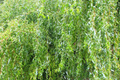 Golden Curls Willow Tree Cutting - Gold Dragon Claw Bonsai Starter Plant (Live, Non-Rooted)