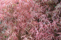 Japanese Maple Kotohime Cutting for Bonsai - Acer Kotohime Bonsai Starter Cutting, Zone 8a
