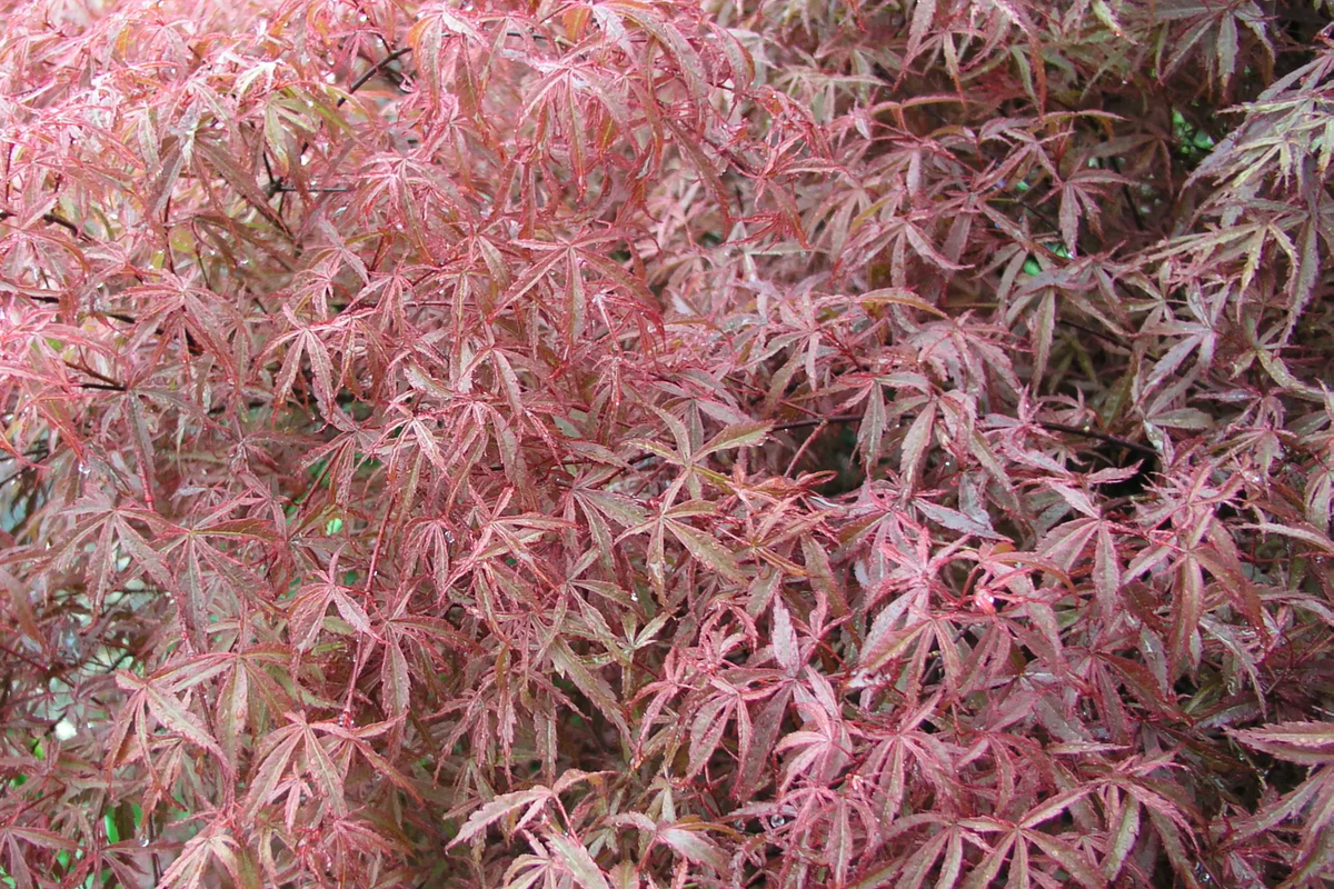 Japanese Maple Kotohime Cutting for Bonsai - Acer Kotohime Bonsai Starter Cutting, Zone 8a