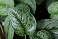 Silver Satin Pothos Cutting (2-Node) | Scindapsus Pictus Starter Plant for Propagation
