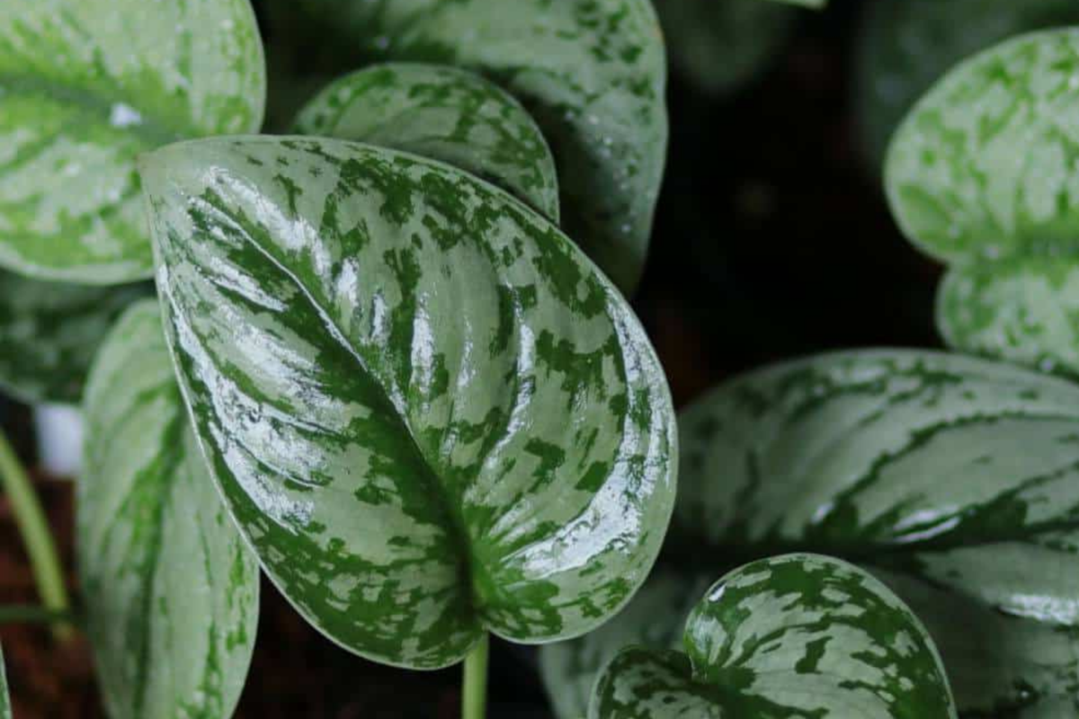 Silver Satin Pothos Cutting (2-Node) | Scindapsus Pictus Starter Plant for Propagation