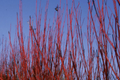 Red Osier Dogwood Cuttings (12 Unrooted) – Native Shrub for Hedges, Wildlife & Pollinators | Hardy Zones 2-7