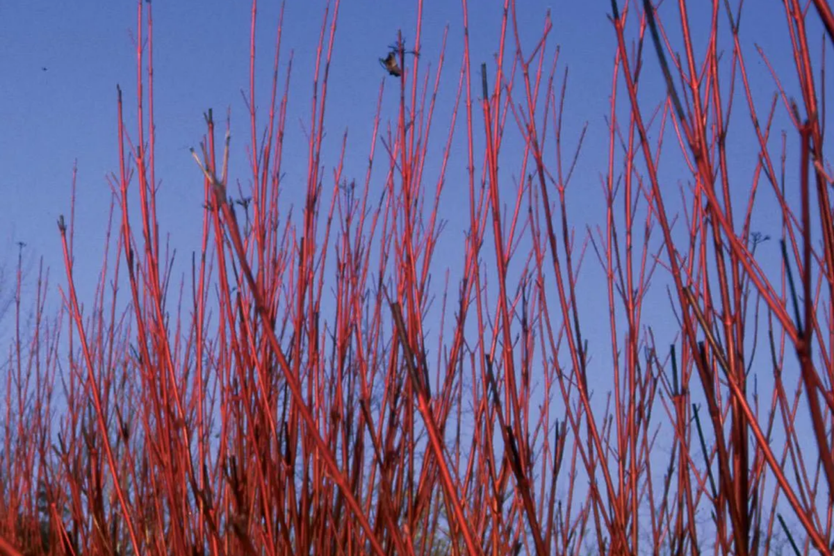 Red Osier Dogwood Cuttings (12 Unrooted) – Native Shrub for Hedges, Wildlife & Pollinators | Hardy Zones 2-7