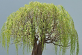 Green Weeping Willow Bonsai Tree Cutting - Thick Trunk Starter Bonsai
