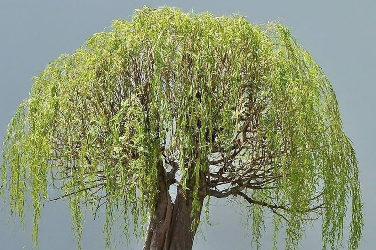 Green Weeping Willow Bonsai Tree Cutting - Thick Trunk Starter Bonsai