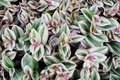 Tradescantia Zebrina Wandering Jew - 12 Fully Rooted Cuttings