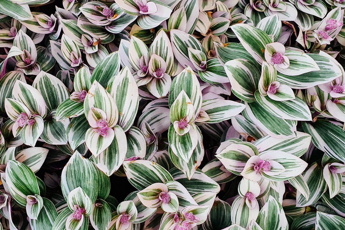 Tradescantia Zebrina Wandering Jew - 12 Fully Rooted Cuttings