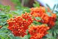 European Mountain Ash Tree (Sorbus aucuparia) - Bare Root Starter Plant 2-3 ft