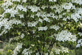 Flowering Dogwood Tree (Cornus florida) - Bare Root 2-3 ft | Live Starter Plant