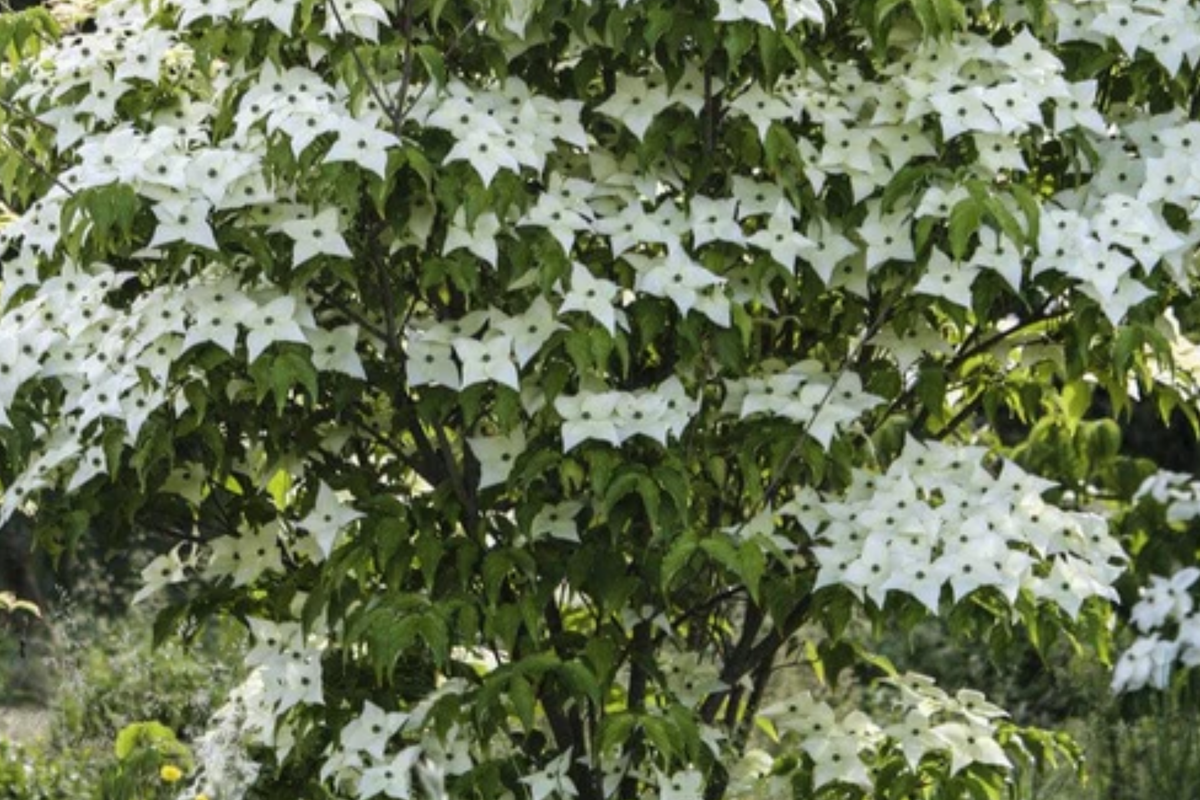 Flowering Dogwood Tree (Cornus florida) - Bare Root 2-3 ft | Live Starter Plant
