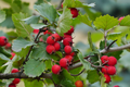 Mayhaw Tree Seedlings - Crataegus aestivalis (2 Live 6" Starters) Zones 6-11