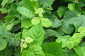 American Hazelnut Trees (Corylus americana) - 5 Bareroot 10-12" Nut-Producing Starter Plants (Zones 4-9)