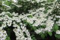 Judd Viburnum Shrub (Viburnum × juddii) - 12-18" Live Starter Plant, Zones 4-8
