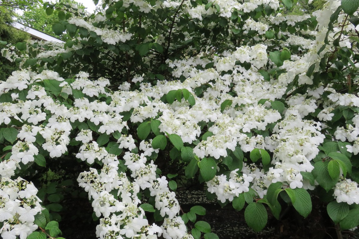 Judd Viburnum Shrub (Viburnum × juddii) - 12-18" Live Starter Plant, Zones 4-8