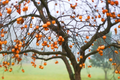 American Persimmon Tree (Diospyros virginiana) - Bare Root 18-24", Zones 3-8