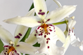 Winter Wonderland 'White Fairy' Orchid Dendrobium Bare Root Seedling - Fragrant