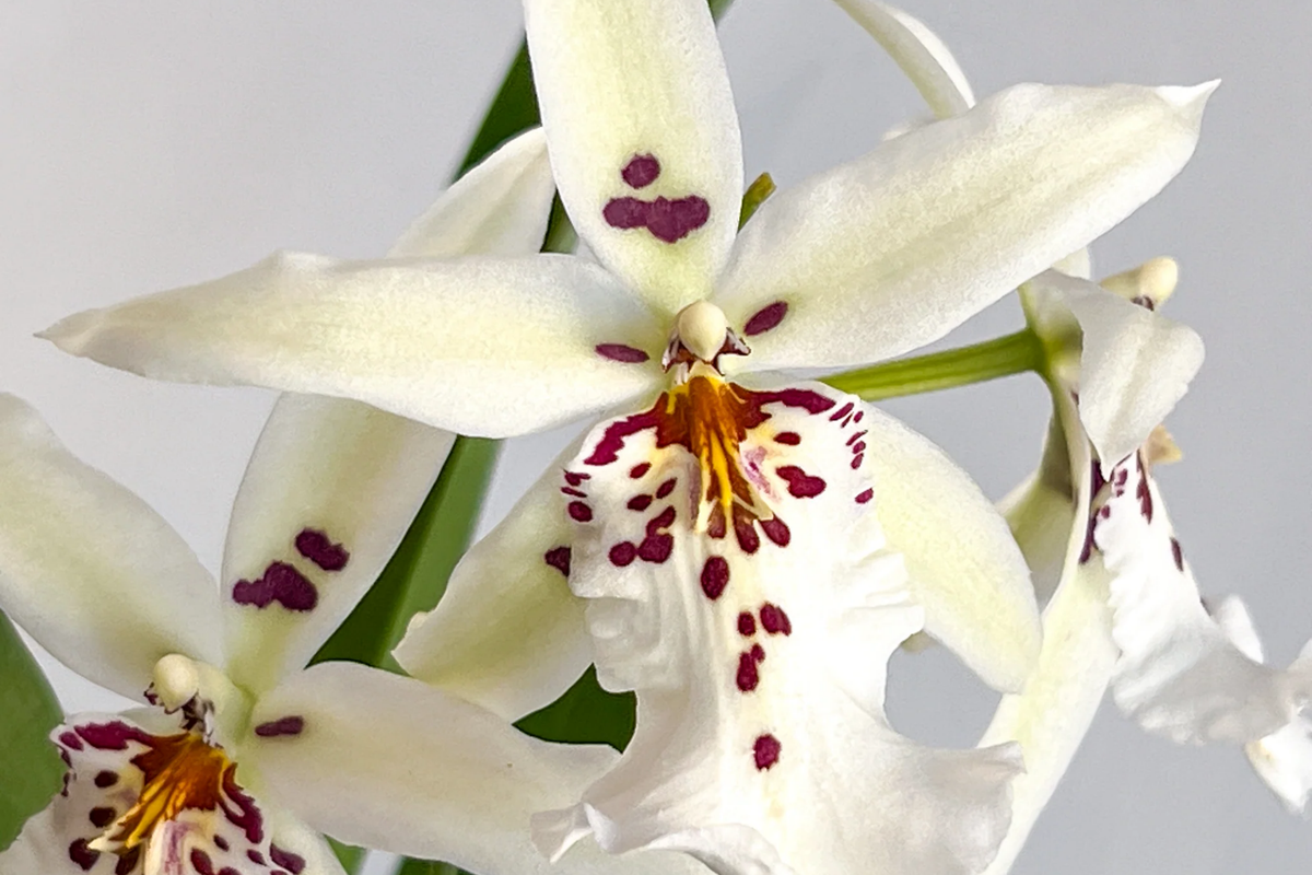 Winter Wonderland 'White Fairy' Orchid Dendrobium Bare Root Seedling - Fragrant