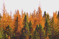 American Larch Tree (Larix laricina) - Bare Root Tamarack, 10-12", Zone 3-9