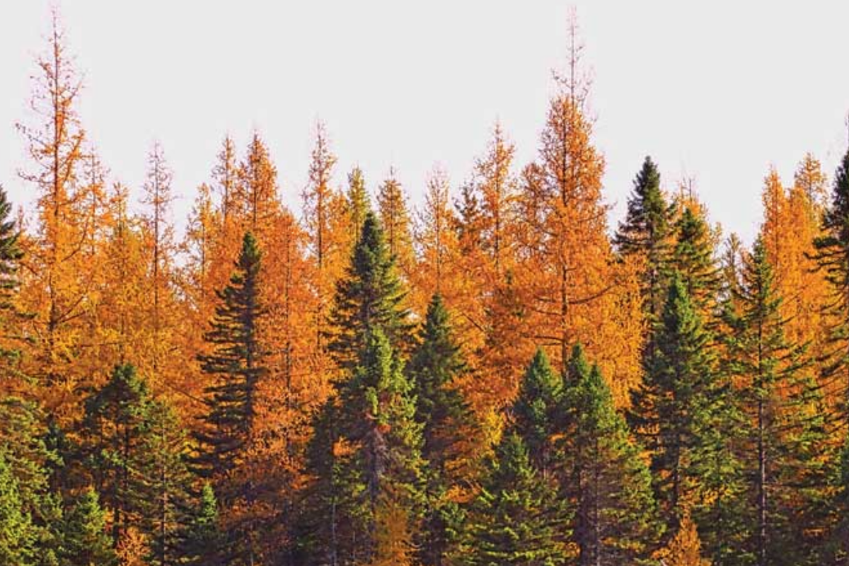 American Larch Tree (Larix laricina) - Bare Root Tamarack, 10-12", Zone 3-9