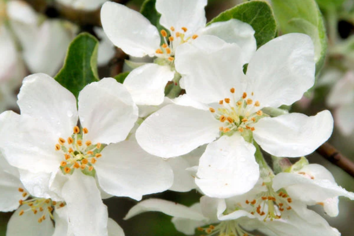 Roselow Sargent Crabapple Tree (Malus sargentii 'Roselow') – Bare Root Starter Plant, 10–12" Shipping Size