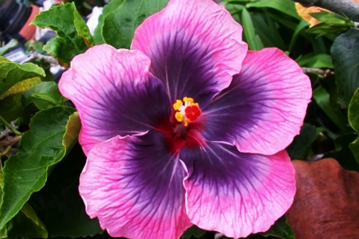 Madagascar Hibiscus (Hibiscus moscheutos) Starter Plant – 3-5 inches, Free U.S. Shipping