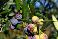 Arbequina Olive Tree (Olea europaea) - Starter Live Plant 4-8" | Cold & Drought Tolerant