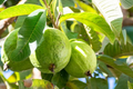 Mexican Guava (Psidium guajava) Live Fruit Tree - Starter Plant 1-2 ft