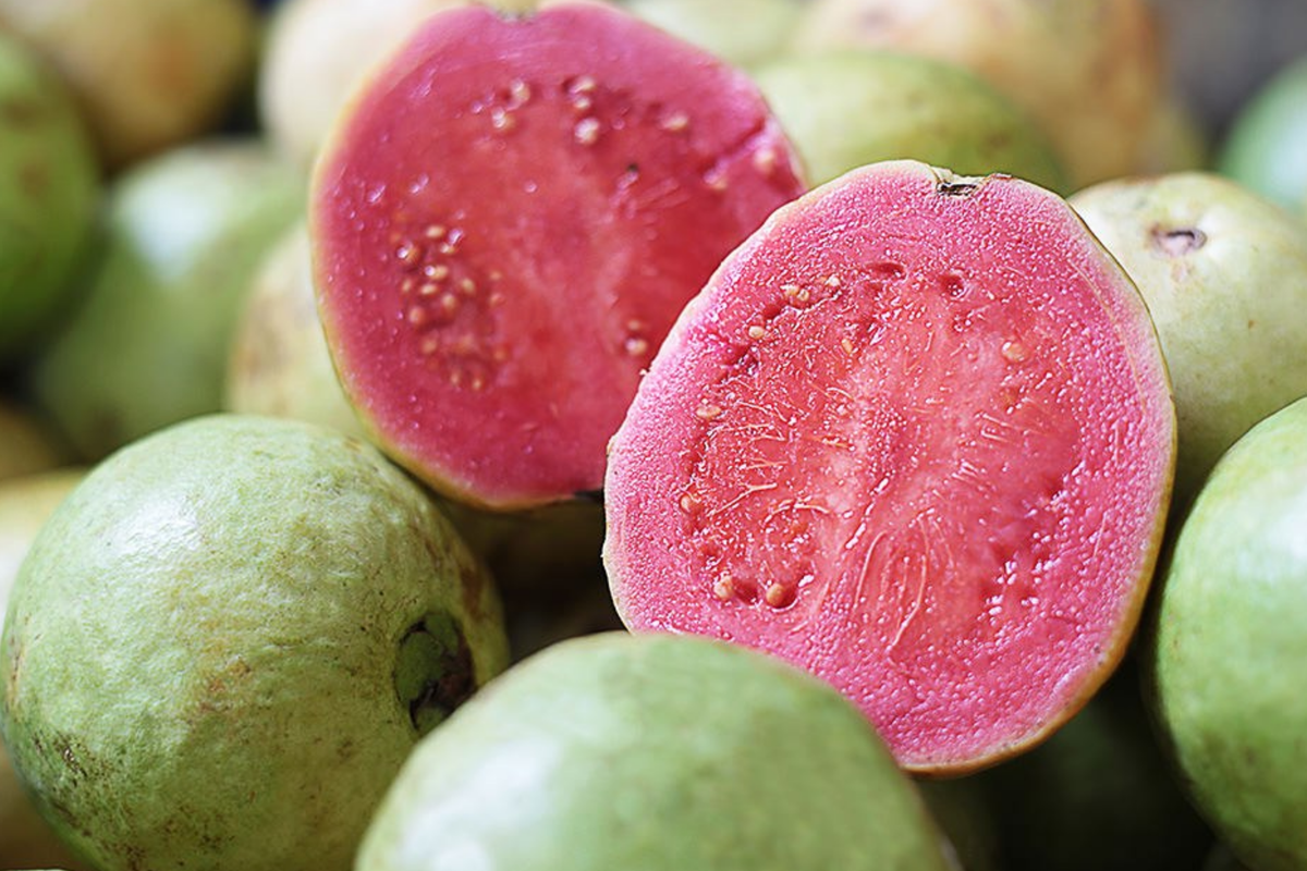 Indonesian Seedless Guava Tree (Psidium guajava) 1-2 ft - Starter Plant