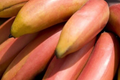 Red Banana Tree (Musa acuminata 'Red Dacca') - Live Starter Plant 10-20" Tall