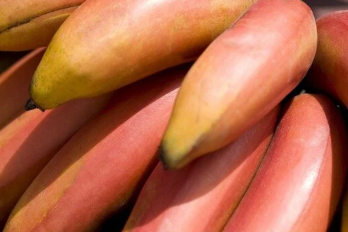 Red Banana Tree (Musa acuminata 'Red Dacca') - Live Starter Plant 10-20" Tall
