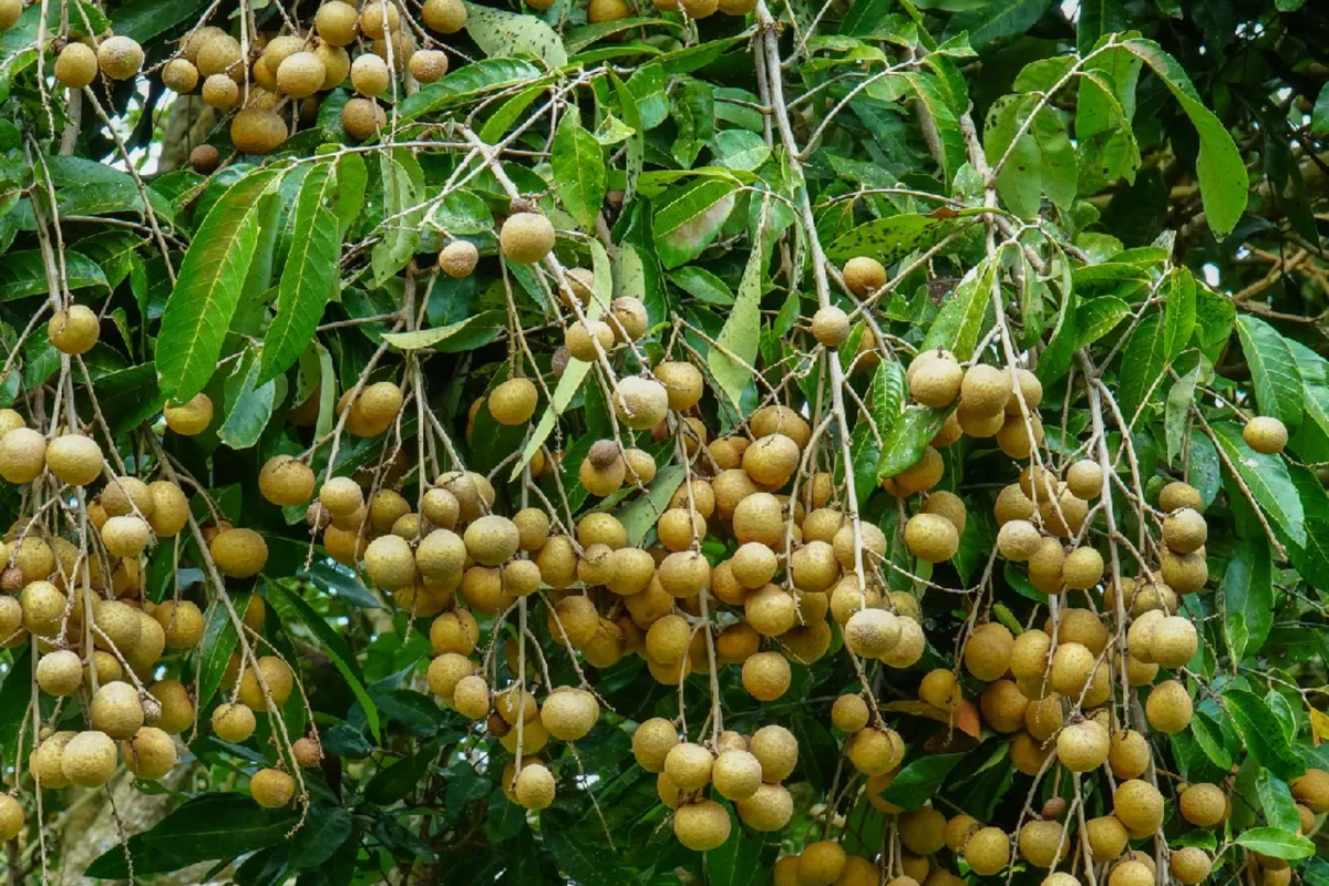 Grafted Longan Tree (Dimocarpus longan) - 12"-24" Tropical Fruit Tree